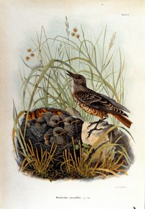 Ornithologie : un monticole près du nid de ses petits - Unknown artist