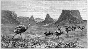 Autruche libre en Afrique australe. Gravure de 1895 d