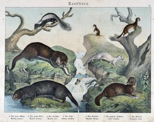 Loutres, furets, belette... - dans « Histoires naturelles des mammifères », éd. Schreiber - Unknown artist