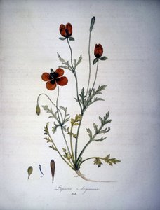 Papaver Argemone (Fleur et plante de pavot argemone). Herbier du 19ème siècle. - Unknown artist