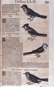 Passereaux dans Historia Animalium de Conrad Gesner (1516 - 1565), Tiguri - Unknown artist
