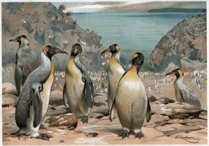 Pingouins - dans « La vita degli animali » par A E Brehm, Torino - Unknown artist