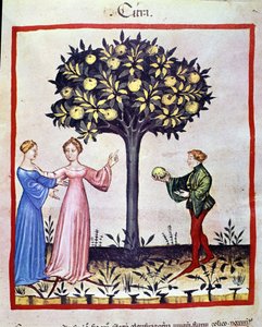 Récolte de cédrat, fruit du cédratier. Enluminure du traité de médecine et de diététique « Tacuinum sanitatis » - Unknown artist