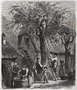 Cueillir des cerises - gravure de 1860 - Unknown artist