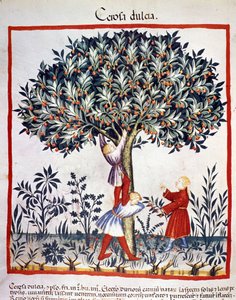 Cueillette des cerises. Enluminure du « Tacuinum sanitatis ». - Unknown artist