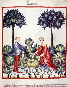 Récolte de laitue. Enluminure du Tacuinum sanitatis - Unknown artist