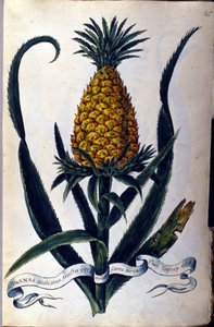 Ananas. Planche botanique du 19ème siècle. - Unknown artist