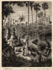 Plantation de palmiers borassus au Laos et collecte de vin de palme, qui n