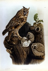 Assiette représentant une famille de hiboux près du nid - Unknown artist