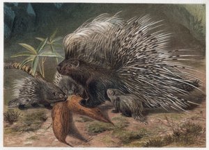 Porc-épic à crête - Le porc-épic à crête (Hystrix cristata) - gravure de "La vie des animaux" d