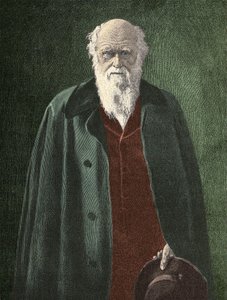 Portrait de Charles Darwin (1809 - 1882) - Unknown artist