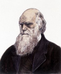 Portrait de Charles Robert Darwin, naturaliste britannique (1809-1882) - Unknown artist
