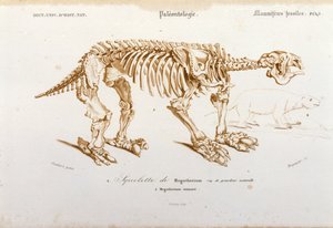 Préhistoire : squelette de mégathérium (paresseux terrestre de la famille des éléphants) mammifère fossile. Planche de paléontologie tirée du « Dictionnaire universel d