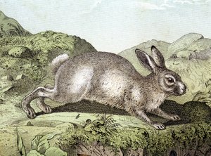 Lapin - dans «Histoire naturelle des mammifères», éd. Schreiber - Unknown artist