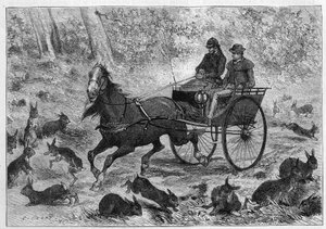 Surpopulation de lapins en Australie : la voiture de M. Williamson traversant une multitude de lapins. Gravure dans « La Nature : revue des sciences et de leurs applications aux arts et à l