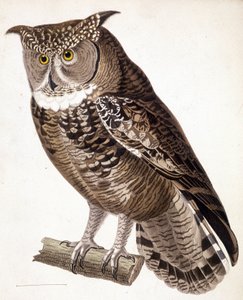 Rapace : hibou africain. Gravure du XIXe siècle - Unknown artist