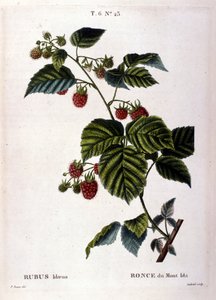 Framboise et fruits : planche botanique du XIXe siècle