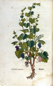 Vigne rouge. Herbier du 19ème siècle - Unknown artist