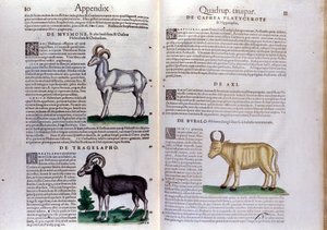 Représentation de moutons, buffles... - dans Historia Animalium de Conrad Gesner (1516 - 1565), Tiguri - Unknown artist