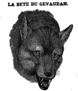 Représentation de la Bête du Gévaudan. - Unknown artist