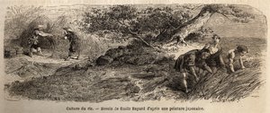 Culture du riz : récolte en octobre, les tiges sont réunies en bottes. Gravure pour illustrer le voyage au Japon en 1863-1864, par Aimé Humbert, ministre de la Confédération suisse, dans « Le tour du monde, nouveau journal des voyages », publié sous la dir - Unknown artist