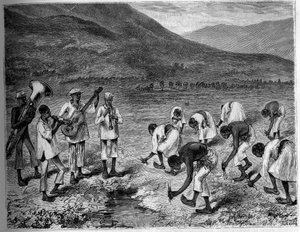 Plantation de riz aux Philippines. Gravure dans « Le Journal de la jeunesse » - Unknown artist