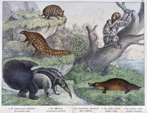 Rongeur: Tatou, paresseux, fourmilier - dans "Histoires naturelles des mammifères", éd. Schreiber - Unknown artist