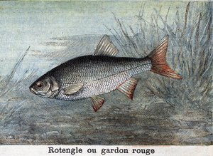 Rotengle ou gardon rouge gravure de 1898 - Unknown artist