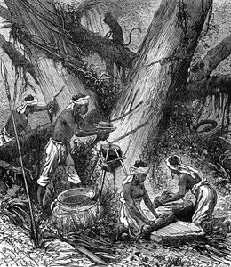 Récolte du caoutchouc dans la forêt de Malaisie (gravure)