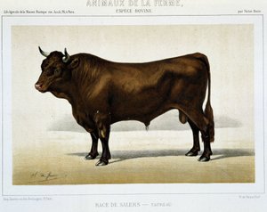 Taurus de race Salers - dans « Animaux de la ferme »