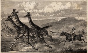 Samuel W. Baker chassant la girafe en Afrique centrale dans la région du Haut-Nil. Gravure pour illustrer le voyage au lac Albert, en 1861-1864, de Sir Samuel White Baker, dans "Le tour du monde, nouveau journal des voyages" publié sous la direction d