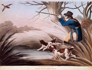 Scène de chasse au canard en Angleterre - Unknown artist