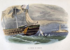 Pêche au requin - dans "Histoire naturelle de Lacepède" - Unknown artist
