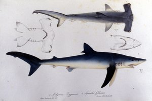 Requins : requin marteau et requin bleu. - Unknown artist
