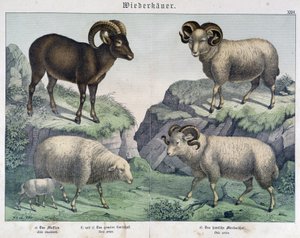 Moutons : Mouton, bélier, bouquetin - dans « Histoires naturelles des mammifères », éd. Schreiber