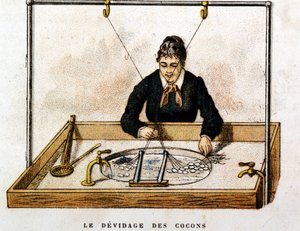 Cocons de soie - gravure - Unknown artist