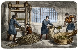 Fabrication du sucre : extraction du jus de pulpe de betterave. La pulpe est entassée dans des sacs empilés sous le plateau d