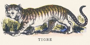 T: tigre