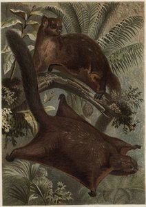 Taguan (écureuil volant) (famille Sciuridae) - gravure de « La Vie des Animaux » par Alfred Edmund Brehm (1829-1884)