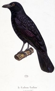 Le Corbeau Corbine - planche d