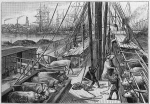 Le vapeur anglais "Bellenden", transportant 90 bœufs d