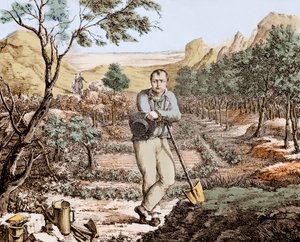 Le jardinier de Sainte-Hélène - Napoléon en exil à Sainte-Hélène, gravure