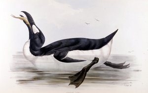 Le Grand Pingouin (Alca Impennis) - dans Les oiseaux d