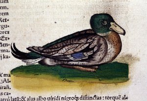 Le Harle dans Historia Animalium de Conrad Gesner (1516 - 1565), Tiguri - Unknown artist