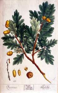 Le Chêne (Quercus) - planche botanique - Unknown artist