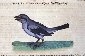 La Pie-grièche dans Historia Animalium de Conrad Gesner (1516 - 1565), Tiguri - Unknown artist