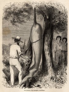 La dissection par l