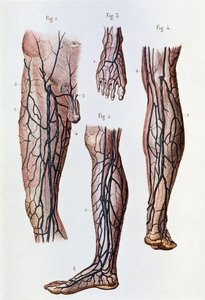Système de circulation sanguine dans les jambes et le pied - Unknown artist