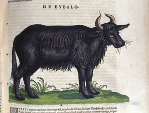 Le buffle d
