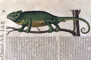 Le Caméléon d